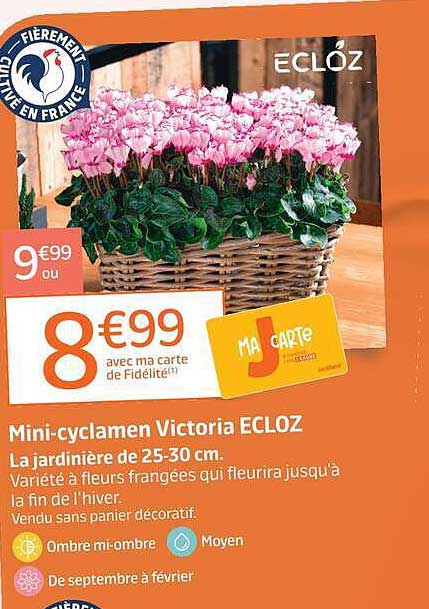 Mini-cyclamen Victoria ECLOZ