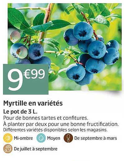 Myrtille en variétés