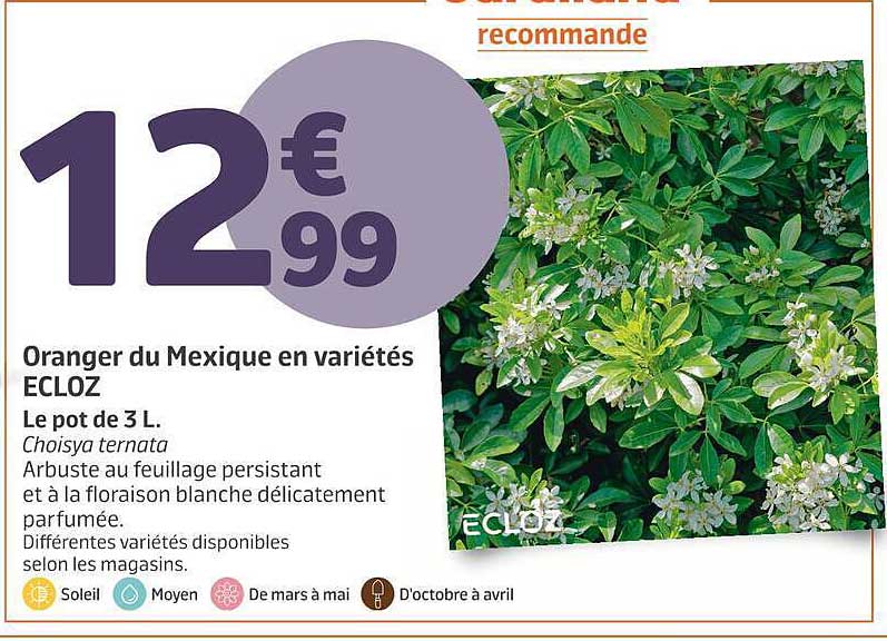 Oranger du Mexique en variétés ECLOZ