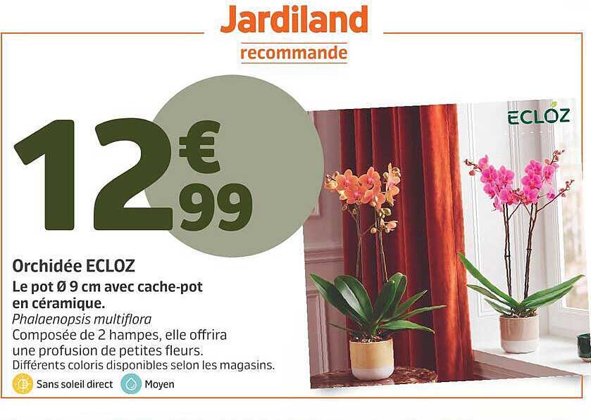 Orchidée ECLOZ