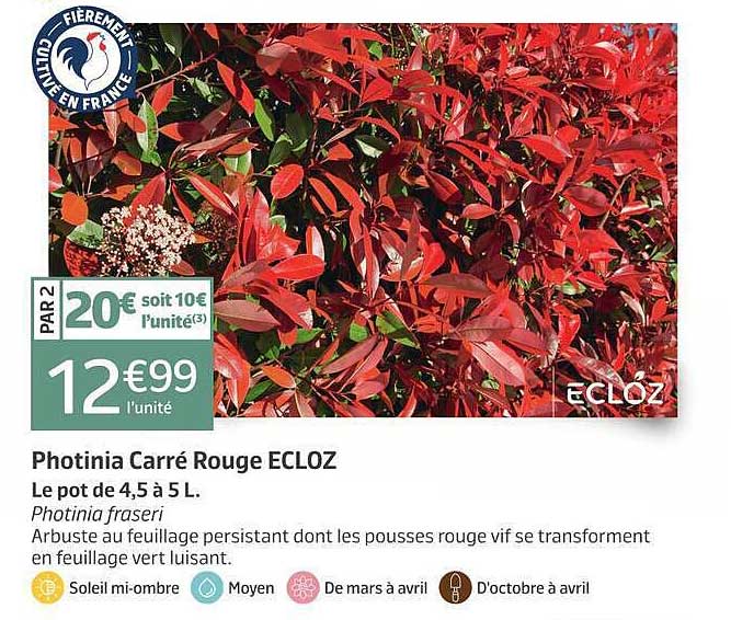 Photinia Carré Rouge ECLOZ