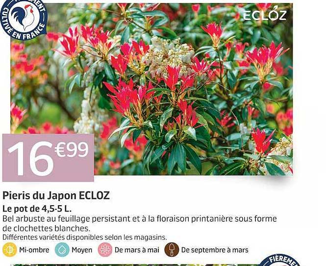 Pieris du Japon ECLOZ