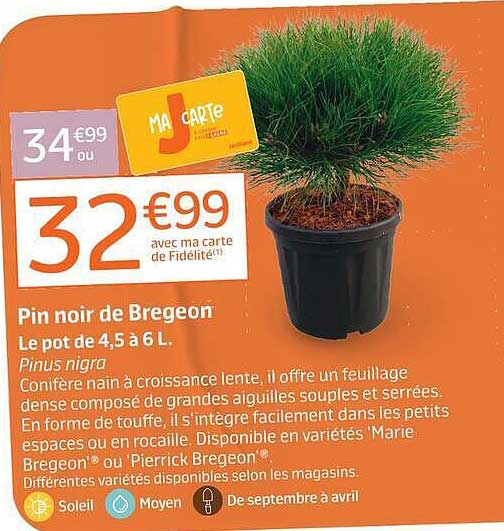 Pin noir de Bregeon