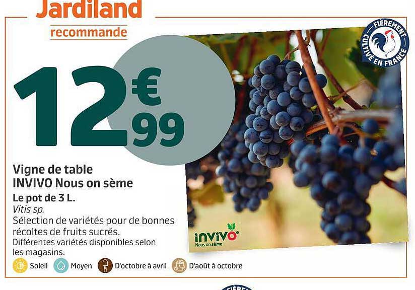 Vigne de table INVIVO Nous on sème