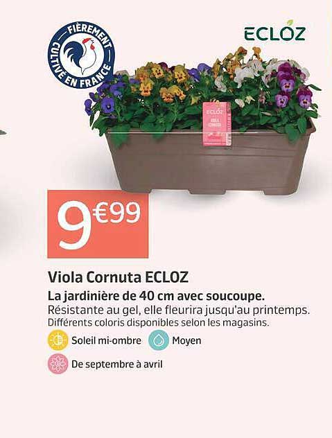Viola Cornuta ECLOZ