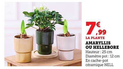 AMARYLLIS OU HELLEBORE