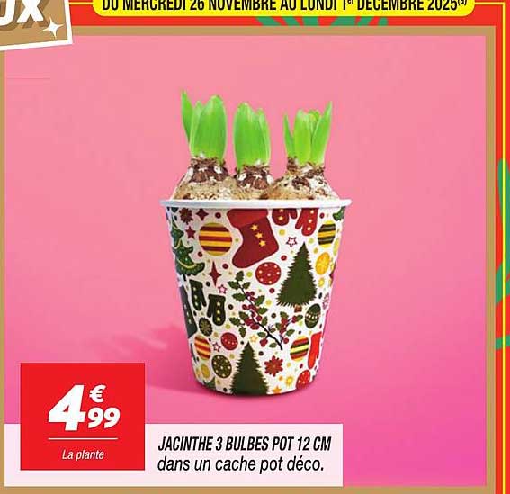 JACINTHE 3 BULBES POT 12 CM dans un cache pot déco.