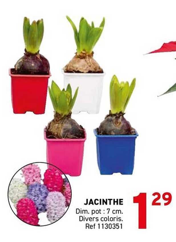 JACINTHE