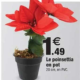 Le poinsettia en pot