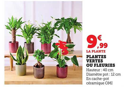 PLANTES VERTES OU FLEURIES