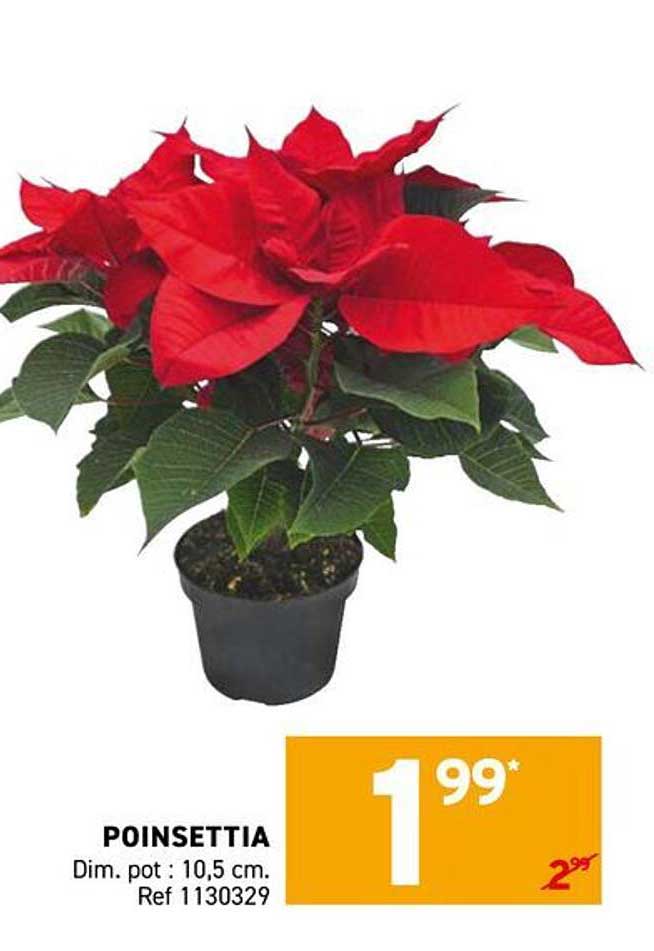 POINSETTIA