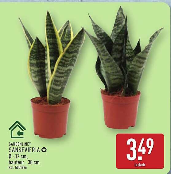 Promo Gardenline Sansevieria chez ALDI - 123Catalogue.fr