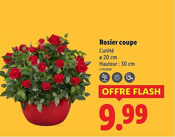 Sitemapcdatahttpsbloginf Inetcomarche Rosier Lidlnull