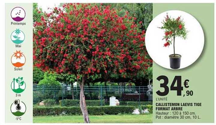 Sitemapcdatahttpkniqoocomcallistemon Laevis Fiche Techniquenull