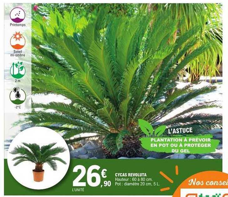 CYCAS REVOLUTA