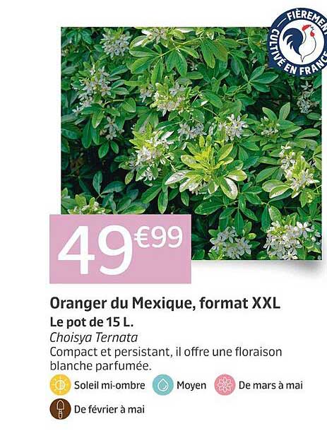 Oranger Du Mexique Jardilandnull