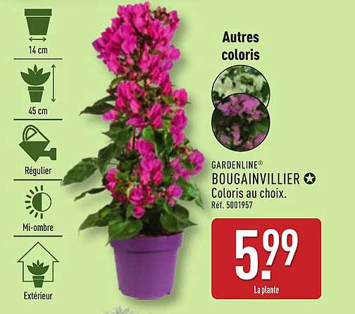 Bougainvillier - Coloris au choix