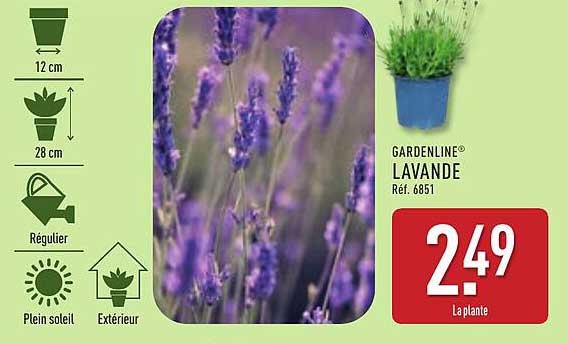GARDENLINE® LAVANDE
