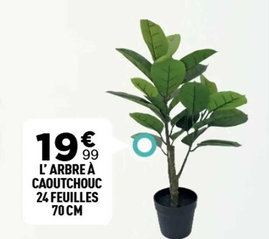 L'ARBRE À CAOUTCHOUC 24 FEUILLES 70 CM