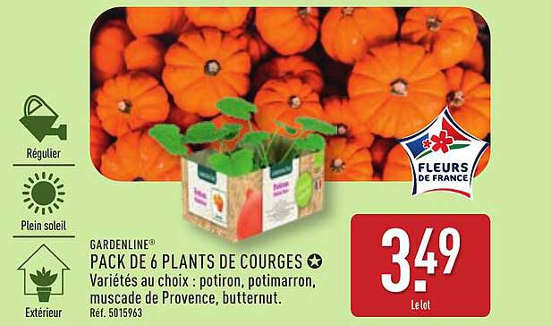 PACK DE 6 PLANTS DE COURGES