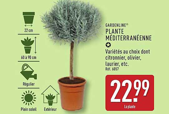 PLANTE MÉDITERRANÉENNE