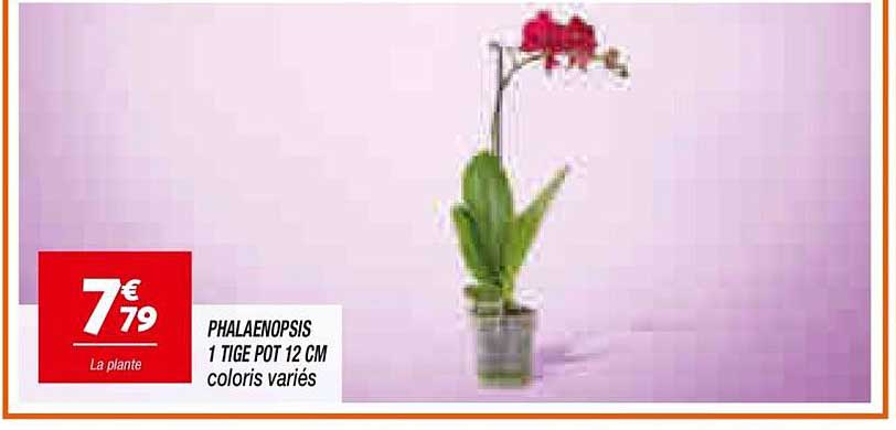 PHALAENOPSIS 1 TIGE POT 12 CM coloris variés