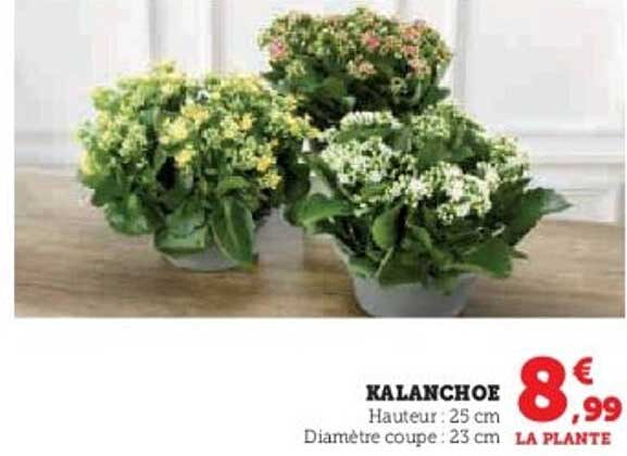 KALANCHOE