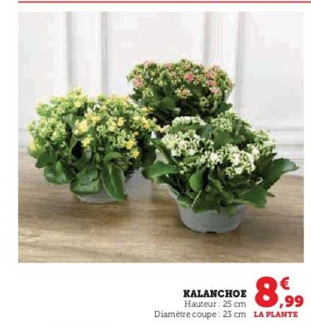 KALANCHOE