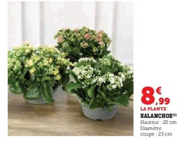 KALANCHOÉ