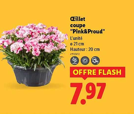 Œillet coupe "Pink&Proud"