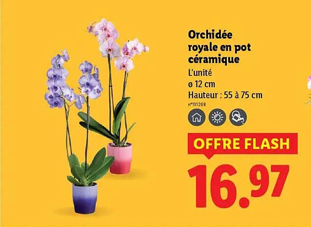 Orchidée royale en pot céramique