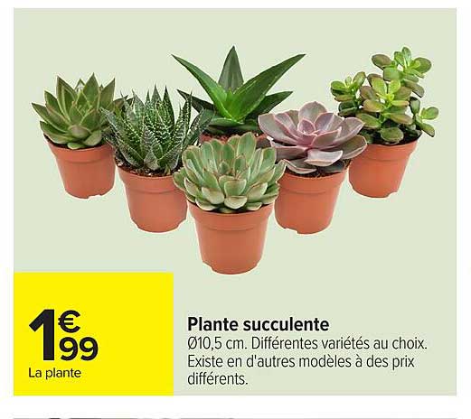 Plante succulente