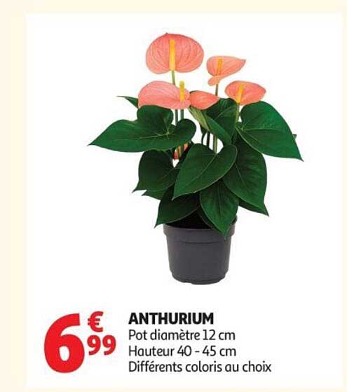ANTHURIUM