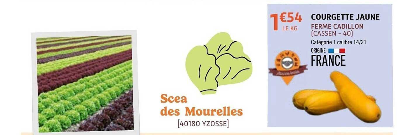 COURGETTE JAUNE FERME CADILLON (CASSEN - 40)