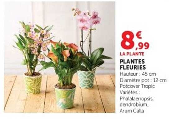 PLANTES FLEURIES