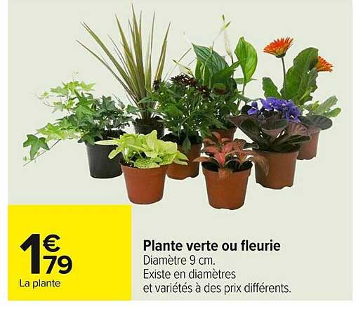 Plante verte ou fleurie