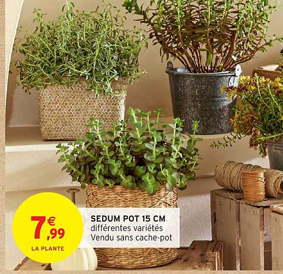 SEDUM POT 15 CM