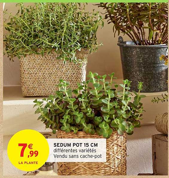SEDUM POT 15 CM