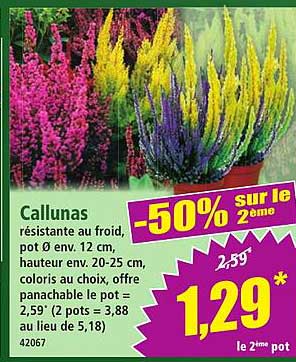 Callunas