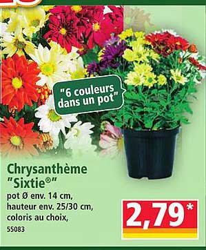 Chrysanthème "Sixtie"