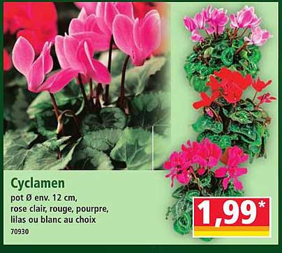 Cyclamen