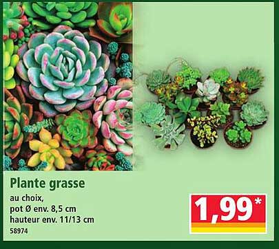 Plante grasse