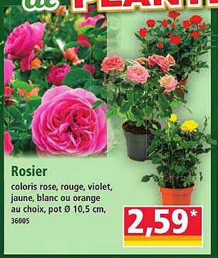 Rosier