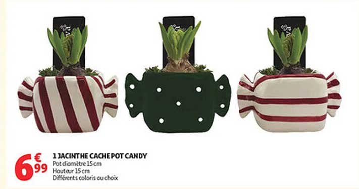 1 JACINTHE CACHE POT CANDY
