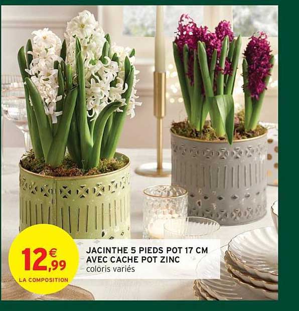 JACINTHE 5 PIEDS POT 17 CM AVEC CACHE POT ZINC