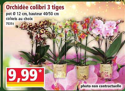 Orchidée colibri 3 tiges