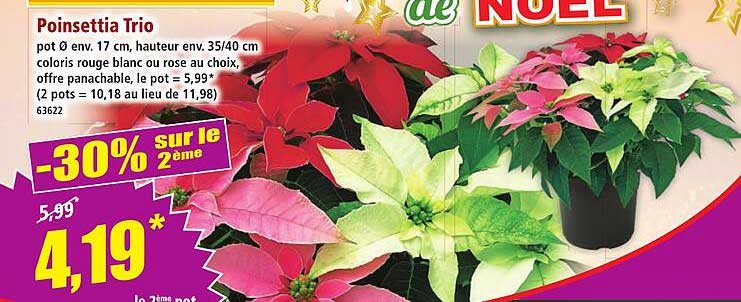 Poinsettia Trio