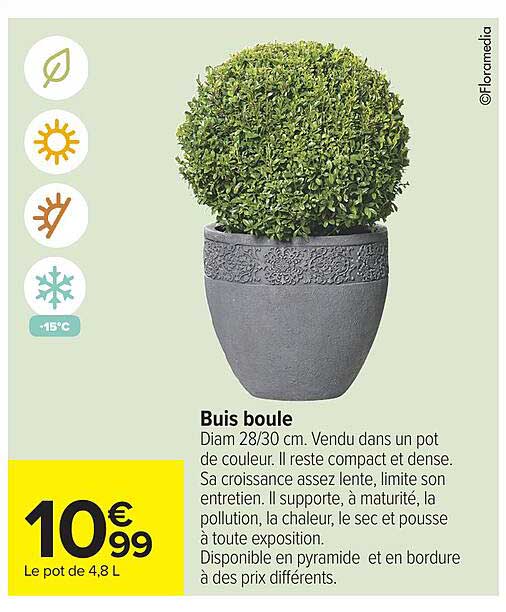 Buis boule