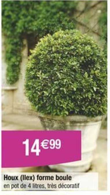 Houxx (ilex) forme boule