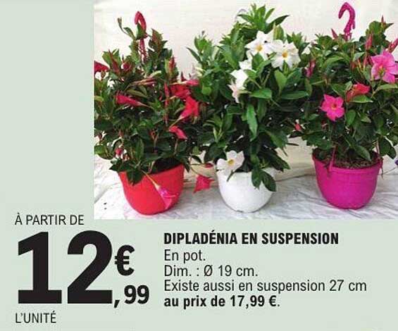 DIPLADÉNIA EN SUSPENSION